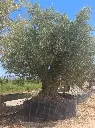 L13005 ONR28 foto2.webp
