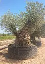 L13006 ONR27 foto3.webp