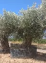 L13009 ONR27 foto2.webp