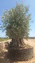 L13011 ONR20 foto2.webp