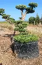 L14012 OPMR01T foto2.webp