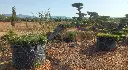 L14032 OPM100T foto1.webp