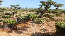 L14061 OPM80T foto1.webp