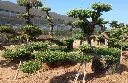 L14063 OPM100T foto1.webp
