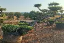 L14071 OPM100T foto1.webp