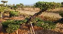 L14072 OPM80T foto2.webp