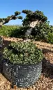 L14481 OPMR01T foto2.webp
