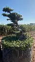 L14521 OPMR04T foto1.webp