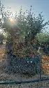 L10093.webp