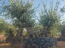 L10092(1).webp