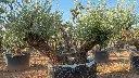 L10122 (1).webp