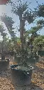L10163 (1).webp