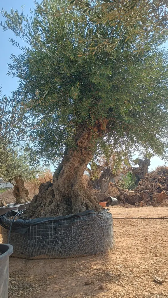 L11182.webp