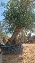 L11182.webp