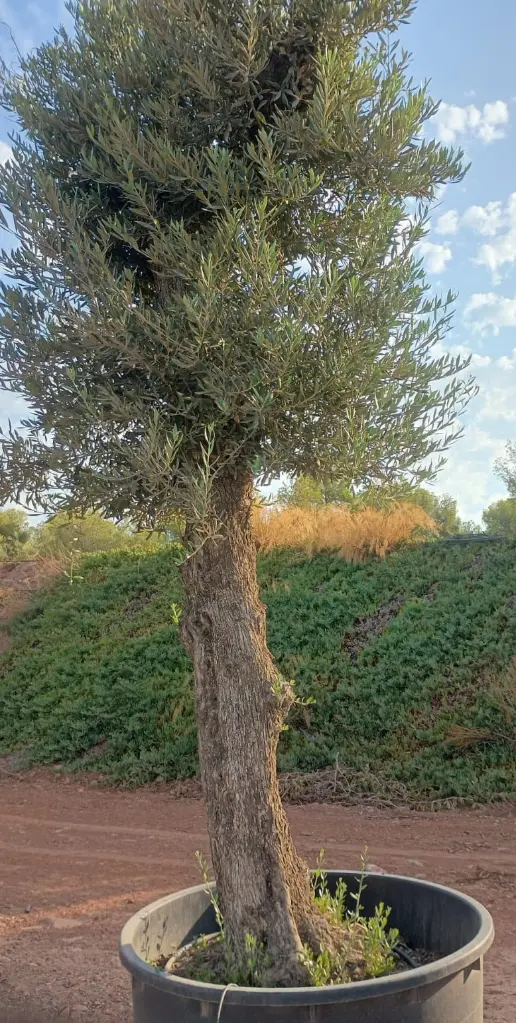 H00045 ONCA80 foto2.webp