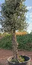 H00045 ONCA80 foto2.webp