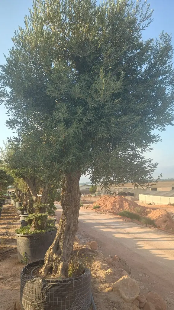 H00030 ONMA80 foto2.webp