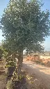 H00030 ONMA80 foto2.webp