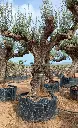L09153.webp