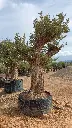 L09411.webp