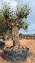 L07272.webp
