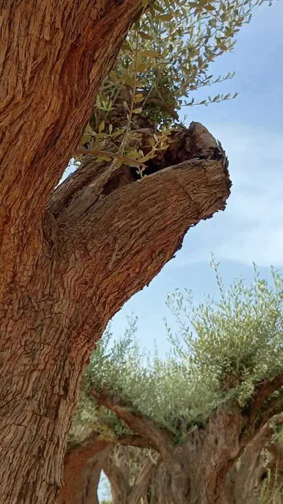 L07272 (3).webp