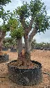 L06221.webp