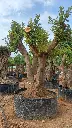 L06221 (2).webp