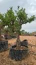 L06312 (1).webp