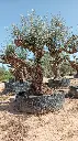 L07033 (1).webp