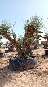 L07033 (2).webp