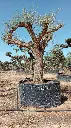 L07041.webp