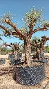 L07041 (1).webp