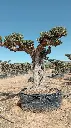 L07132 (1).webp