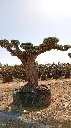 L07132 (2).webp