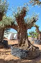 L07323.webp