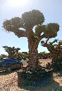 L05111 (1).webp