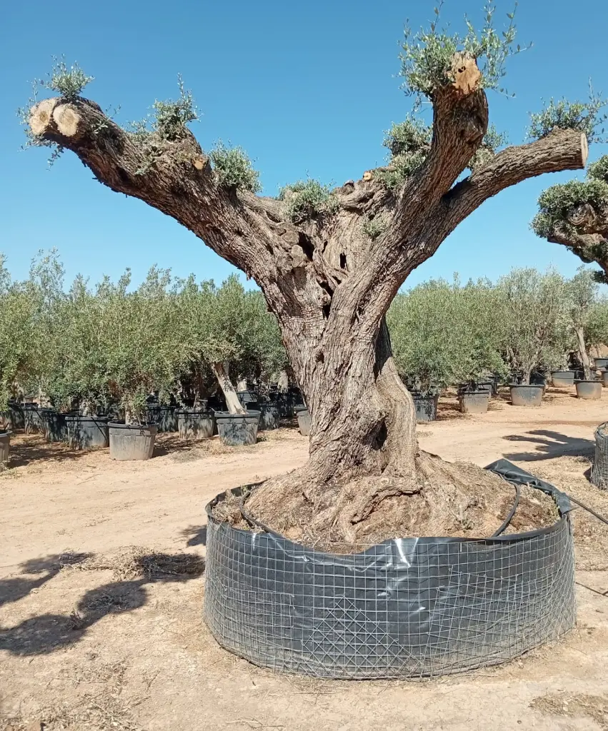 L05113 (2).webp