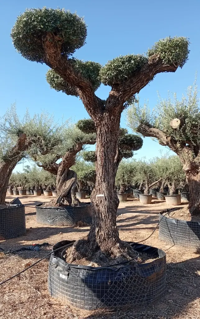 L05152 (1).webp