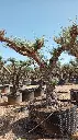 L08252.webp