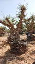 L08272.webp