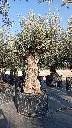 A01183 OBMA120 foto1.webp