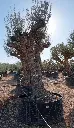 L09113 (1).webp