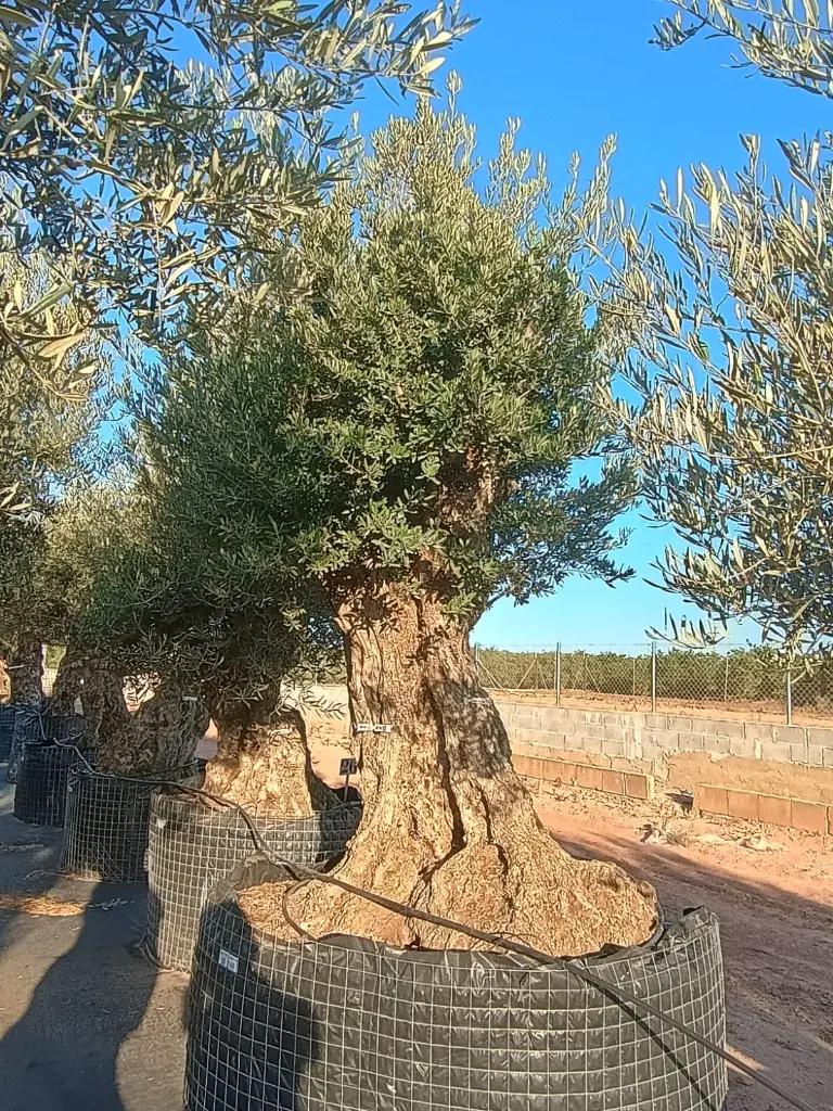 A01171 foto1.webp
