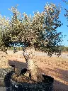 A01161 foto2.webp