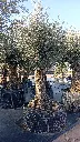 A01101 OBMA80 foto2.webp