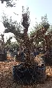 L09083 ONR01 foto2.webp