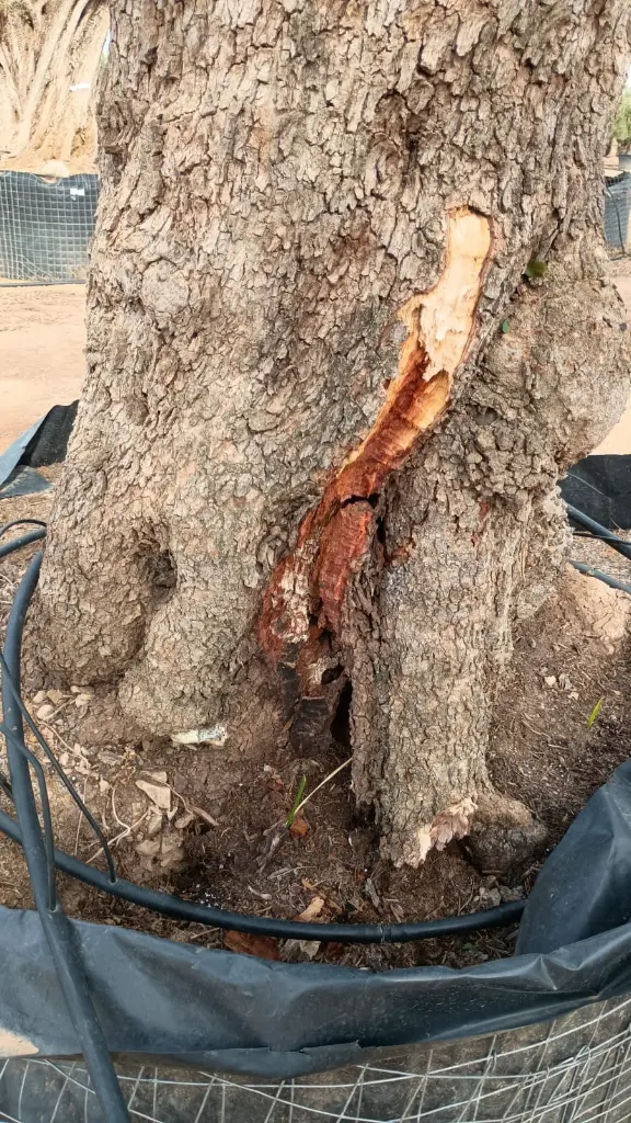 L06324 CE120 (1).webp