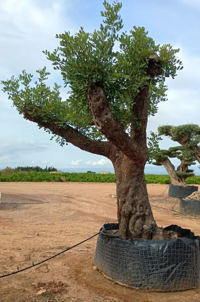 L06324 CE120 (4).webp
