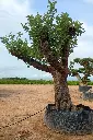 L06324 CE120 (4).webp
